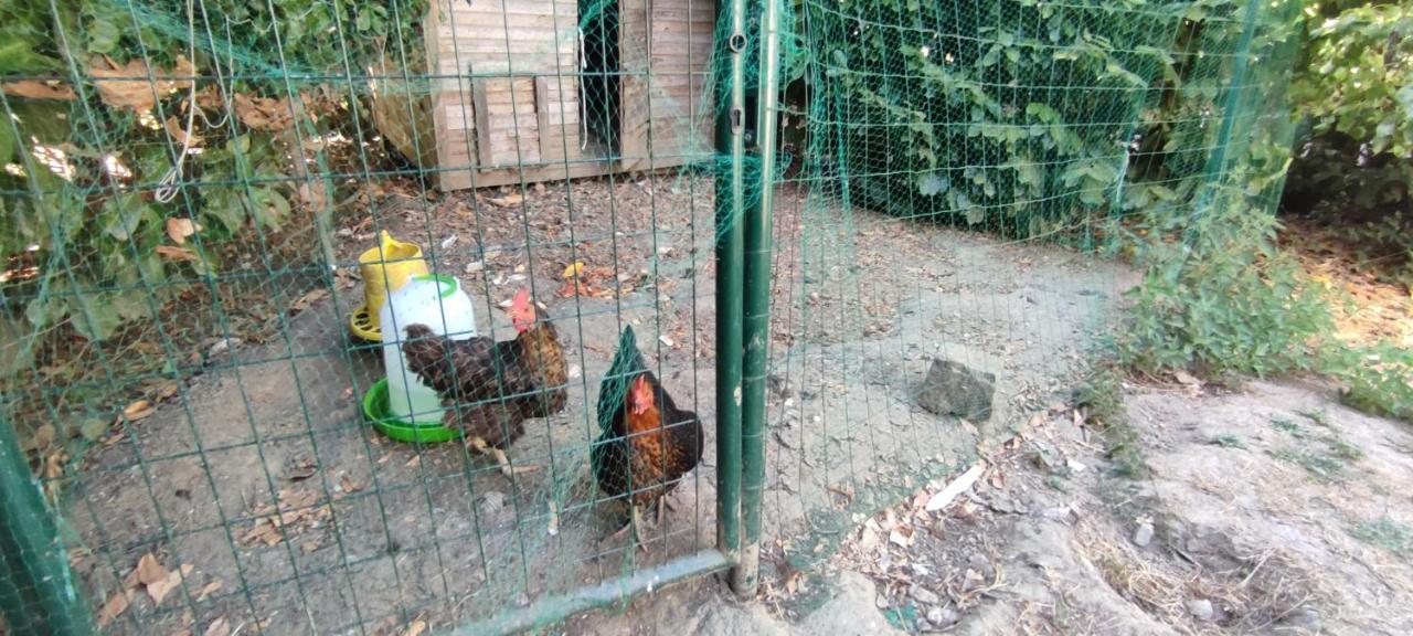 La Demeure Du Figuier Villa Évran Kültér fotó